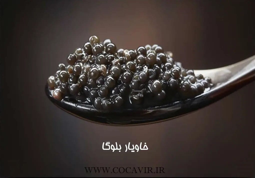 خاویار بلوگا